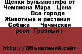 Щенки Бульмастифа от Чемпиона Мира › Цена ­ 1 000 - Все города Животные и растения » Собаки   . Чеченская респ.,Грозный г.